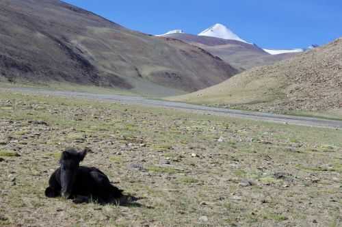 TREKKING IN LADAKH | CHANGTANG 2017